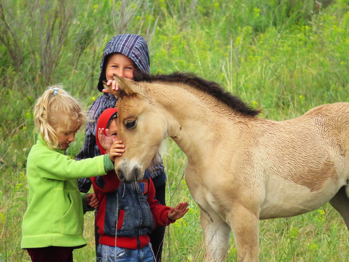 Добрая лошадь. Лошадка катает детей. Лошадки пожалуйста. Наша добрая лошадка Ермильченко. Добра коня